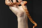 Chaturbate chillsnail - Jafar is a separate art form