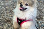 Chaturbate linda_warners - my dog ♥ Candice