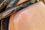Chaturbate task_manager - Honey Sploosh