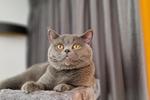 Chaturbate teressalov33 - My baby boy 🐱